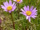 61. Alpen-Aster image-6164