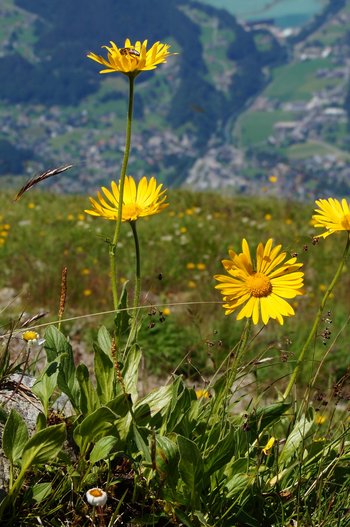 Pflanzen-Blumen-Gemswurz-Montafon-Schruns-Hochhjoch-wg-2022-_332_-webbearb