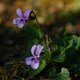 06. Veilchen image-74717