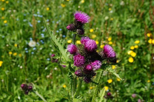 Blume-Distel-Au-wg-2017-_44_-Wandertagsziele-webbearb