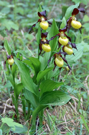 Blume_Frauenschuh_gross_DSC05116_Pfaender_wg_2020_bearb_2a