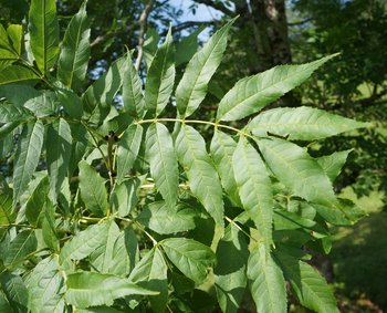 Esche-2-Blatt
