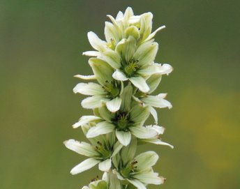 Blume-Weisser-Germer-klein-Mutschen-CH-wg-2018-_286_-webbearb