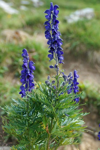 DSC04448-Blauer-Eisenhut-wg-webbearb