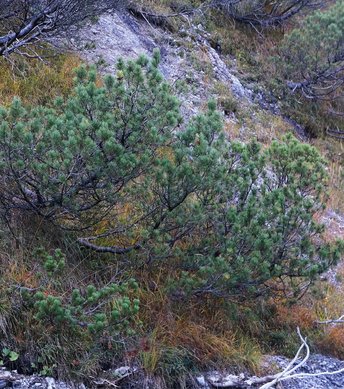 Latsche-Baum