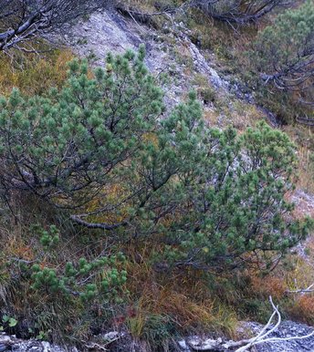 Latsche-Baum