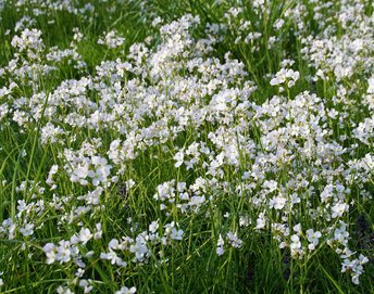 Wiesenschaumkraum-hiner-Buero-wg-2017-_3_-webbearb