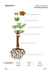 ABL_Kleine_Baumkunde_Beschrifte_1_Aufbau_eines_Baumes
