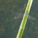 Gemeine Binsenjungfer image-89814