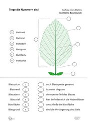 ABL_Kleine_Baumkunde_Nummern_Aufbau_eines_Blattes