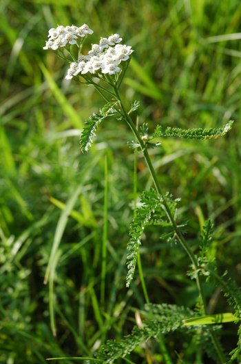 3500198-27-Schafgarbe-hoch-webbearb