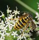 Gemeine Wespe image-89590