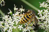 Gemeine Wespe image-63566