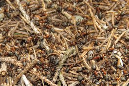 Waldameisen image-56736