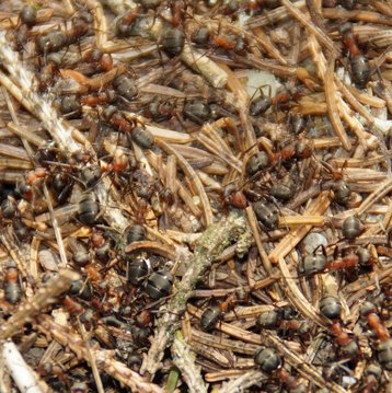 Waldameisen image-89805