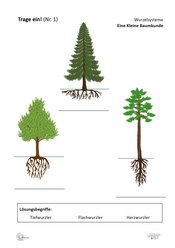 ABL_Kleine_Baumkunde_Trage_ein_1_Wurzelsysteme