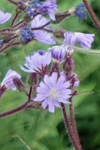 Blume-Alpenmilchlattich-ss-2019-_2b_-webbearb