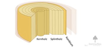 09c_Stammaufbau_Kambium-webbearb