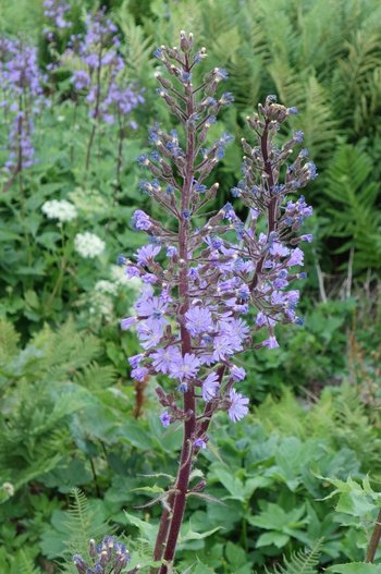 Blume-Alpenmilchlattich-ss-2019-_2_-webbearb