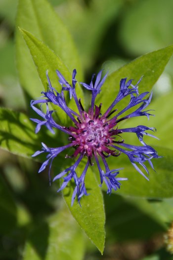 DSC05890-Bergflockenblume-webbearb