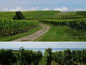 06. Weinanbau image-68369