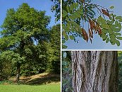 22. Robinie image-67941