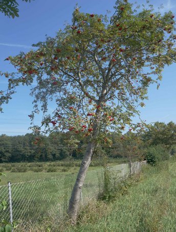 Eberesche-Baum