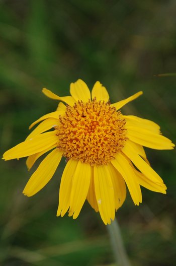 Arnika_Bluete2-am-2020-webbearb