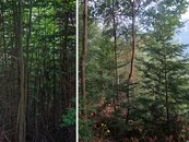 07. Durchforstung image-54326