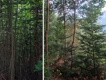 07. Durchforstung image-54236