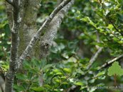 05a. Laubbäume von A bis Z image-67923