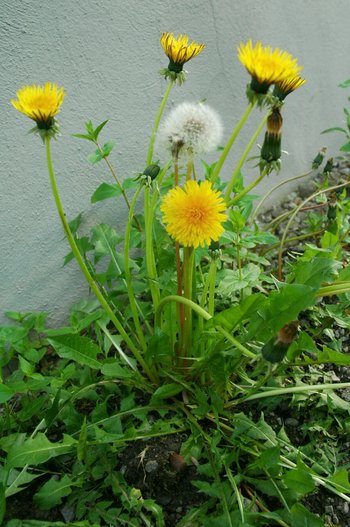 3500198-11-Loewenzahn-webbearb