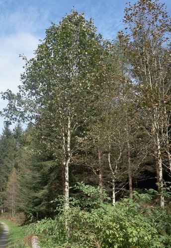 Elsbeere-HHH-Baum