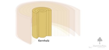 09a_Stammaufbau_Kernholz-webbearb