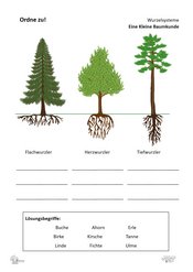 ABL_Kleine_Baumkunde_Ordne_zu_Wurzelsysteme