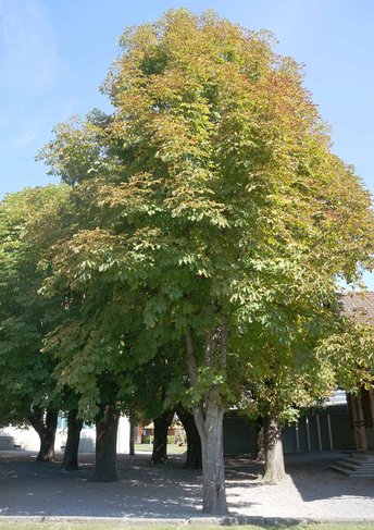 Kastanie-Ross-Baum