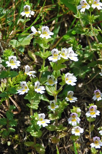 Augentrost-am-2020-webbearb