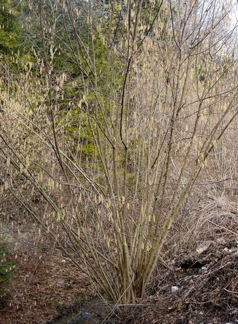 Hasel2-Baum