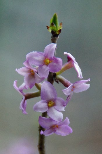 Pflanze-Seidelbast-gemeiner-Pfaender-wg-2017-_24_-webbearb