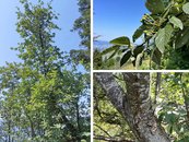 21. Mehlbeere image-67940