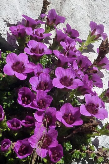 Roter-Steinbrech-_1_-s-schmidinger-2013-webbearb-2