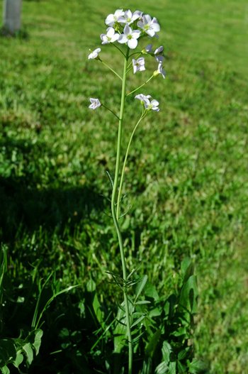 3500198-17-Schaumkraut-webbearb