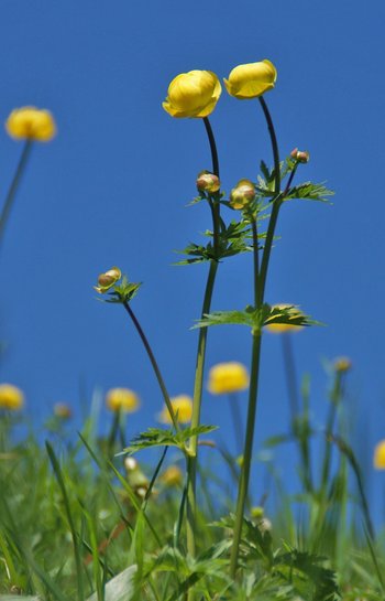 Blume-Trollblume-Au-wg-2017-_36_-webbearb