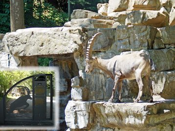 44. Wildpark Feldkirch image-3241