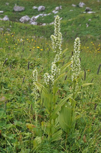 Blume-weisser-Germer-Mutschen-CH-wg-2018-_284_-webbearb