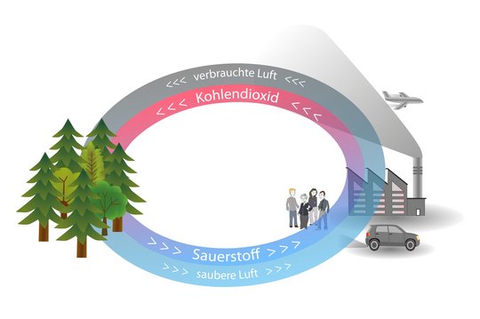 06. Wald als Sauerstoffproduzent 06. Wald als Sauerstoffproduzent