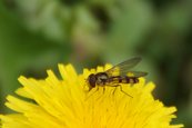Späte Frühlingsschwebfliege image-56633