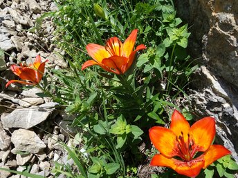 02-Blume-Feuerlilie-ss-2018-_1_-webbearb