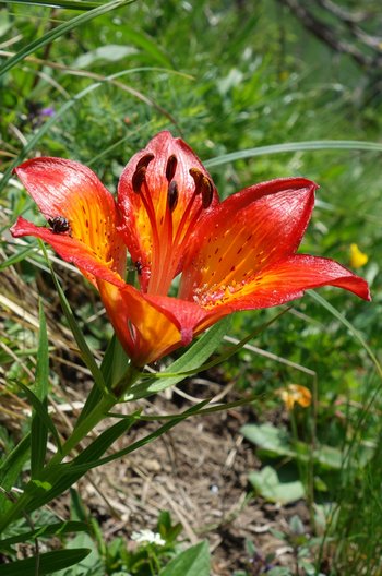 02-Blume-Feuerlilie-ss-2018-_3_-webbearb