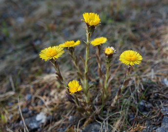 03a-Huflattich-_2_-webbearb